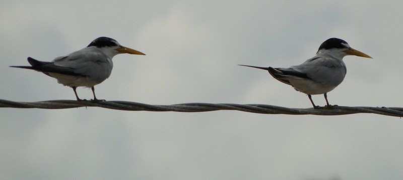 Yellow-billed Tern - ML205124321