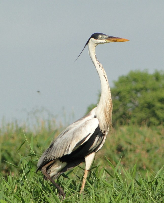 Cocoi Heron - Yanira Cifuentes Sarmiento