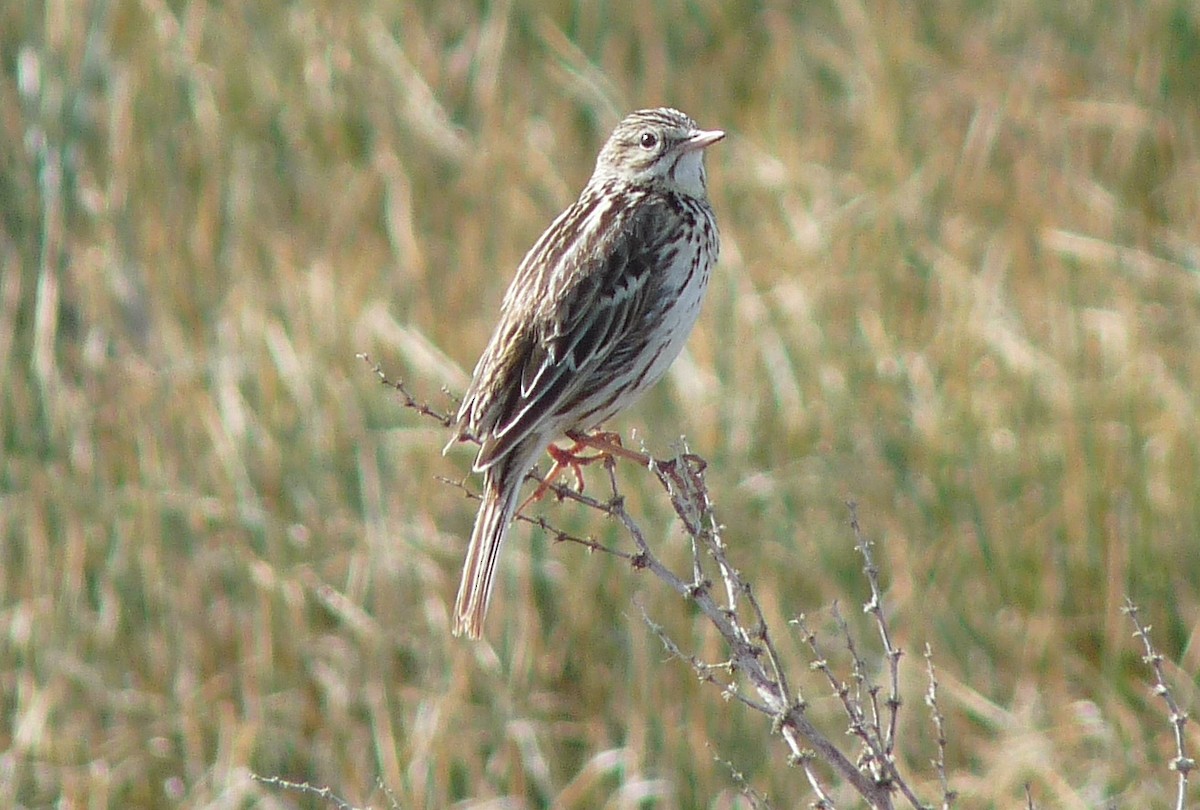 Correndera Pipit (Correndera) - Carmelo López Abad