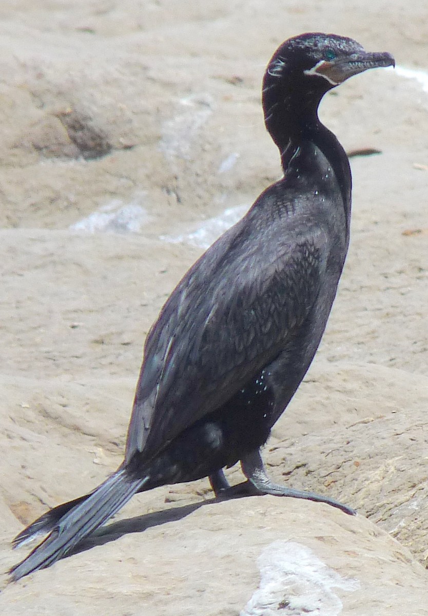 Neotropic Cormorant - ML205125161