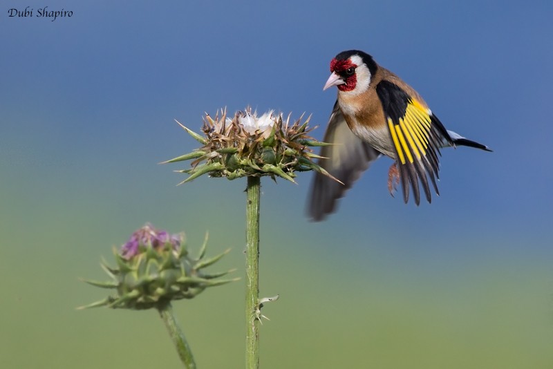 European Goldfinch (European) - ML205125211