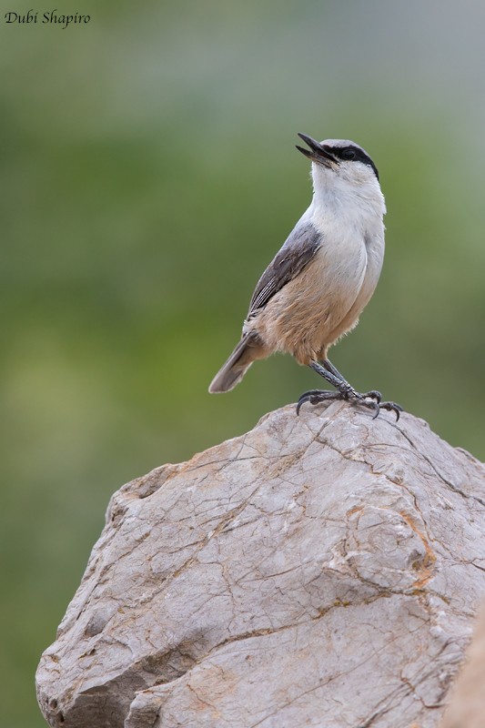 Western Rock Nuthatch - ML205125281