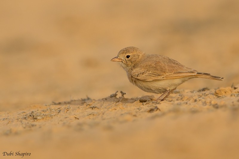 Bar-tailed Lark - Dubi Shapiro