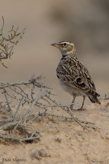 Bimaculated Lark - ML205125371