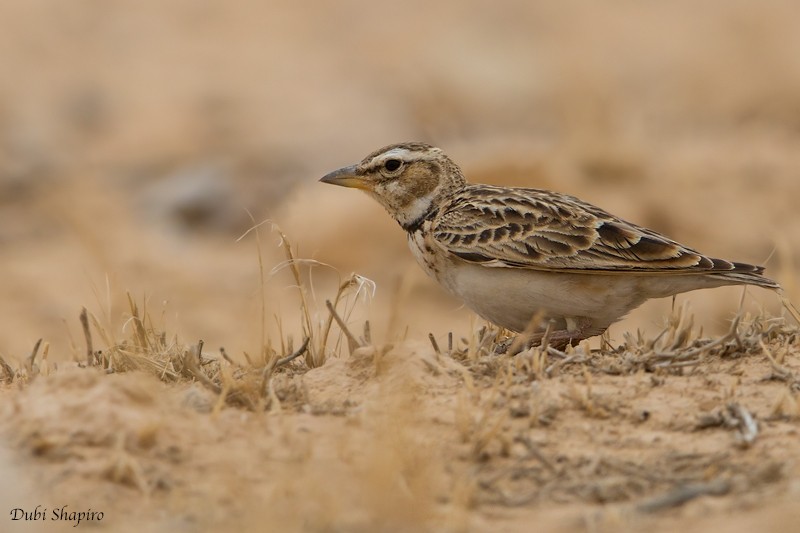 Bimaculated Lark - ML205125381