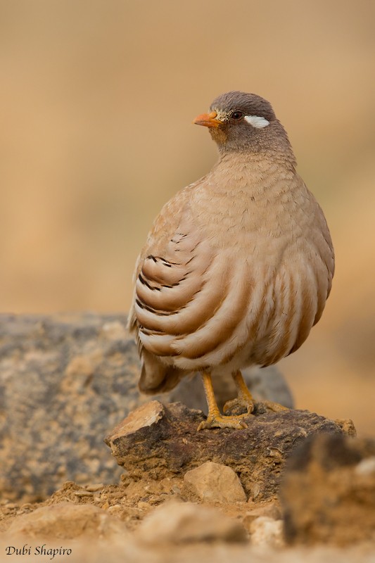 Sand Partridge - Dubi Shapiro