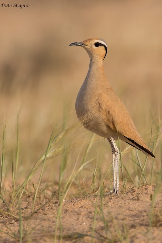 Cream-colored Courser - Dubi Shapiro