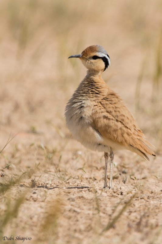 Cream-colored Courser - Dubi Shapiro