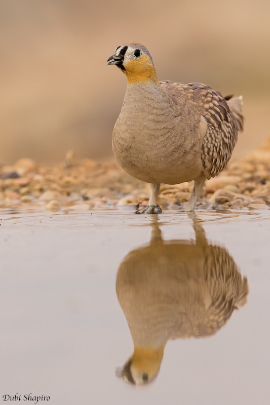 Crowned Sandgrouse - Dubi Shapiro
