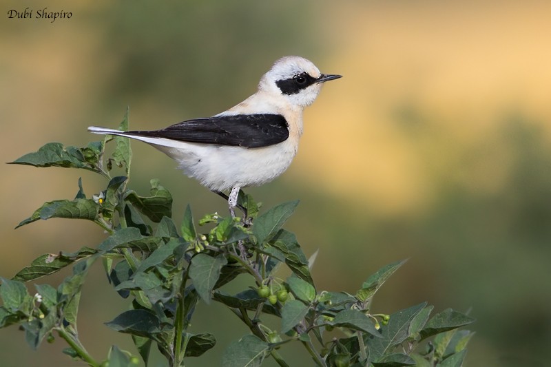 Eastern Black-eared Wheatear - Dubi Shapiro