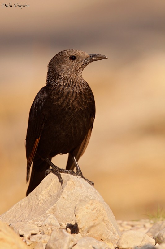 Tristram's Starling - Dubi Shapiro