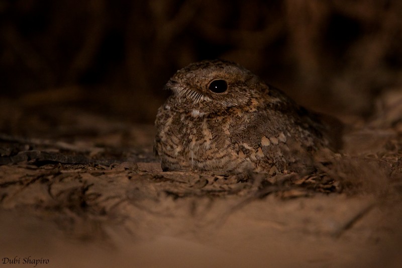 Nubian Nightjar (Nubian) - ML205125521