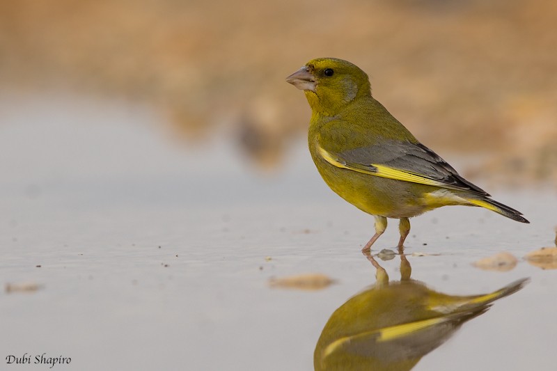 European Greenfinch - Dubi Shapiro