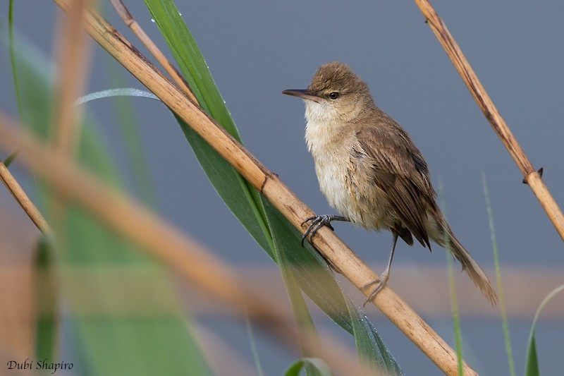 Clamorous Reed Warbler (Clamorous) - ML205125571