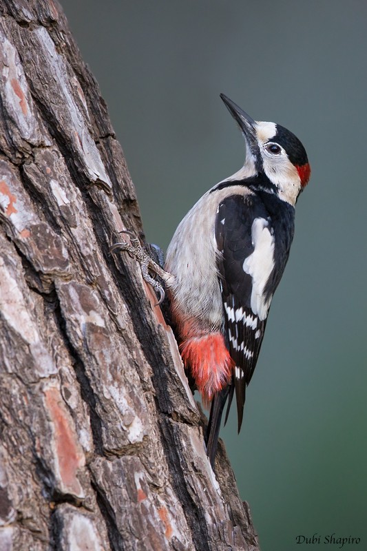 Syrian Woodpecker - Dubi Shapiro