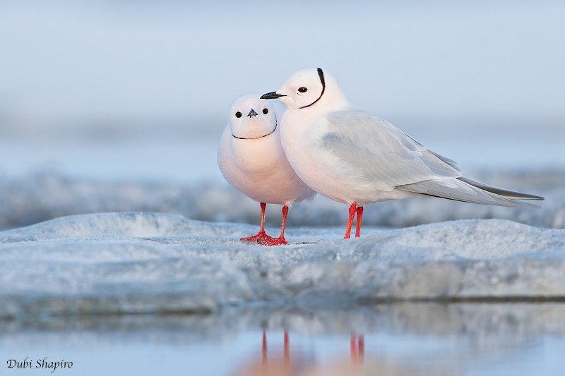 Ross's Gull - Dubi Shapiro