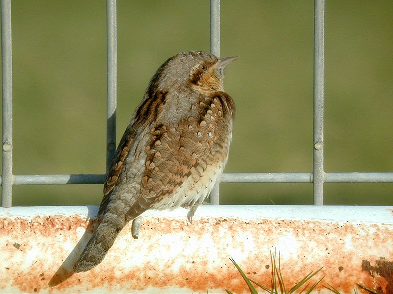 krutihlav obecný - ML205125911