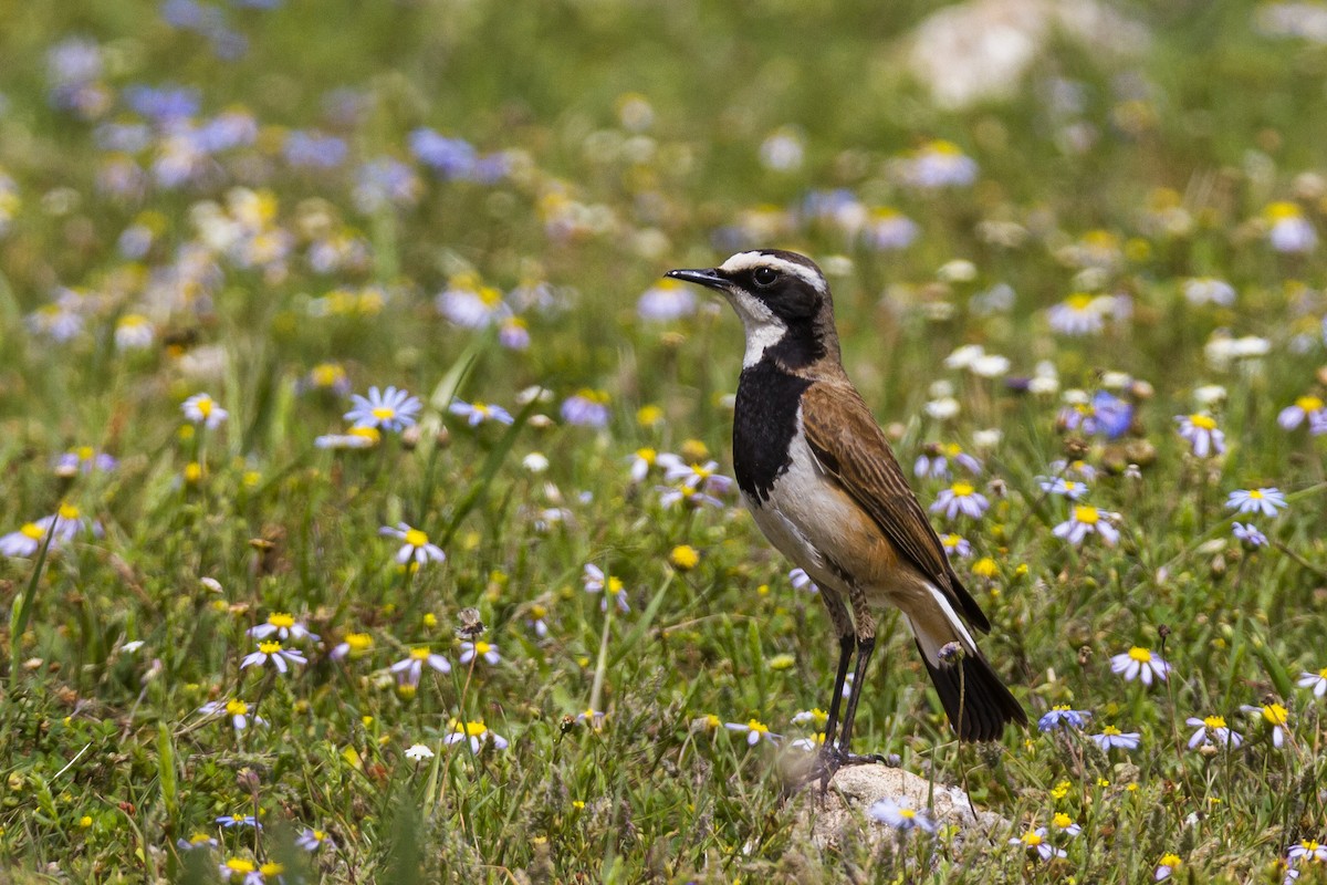 Capped Wheatear - Alexander Thomas