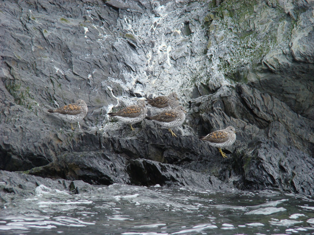 Surfbird - Yanira Cifuentes Sarmiento