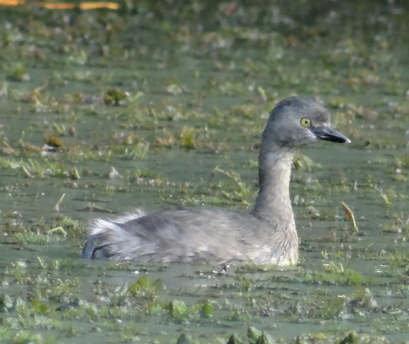 Least Grebe - ML205127081