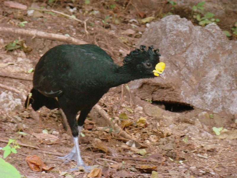 Great Curassow - ML205127101