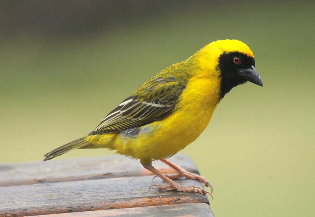 Southern Masked-Weaver - ML205127351