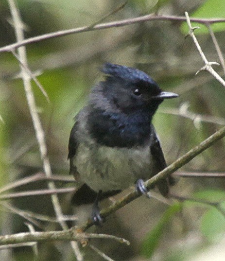 African Crested Flycatcher (Southern) - ML205127521