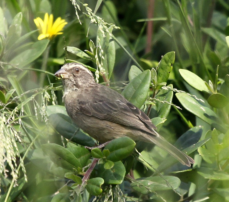 Streaky-headed Seedeater - ML205127531