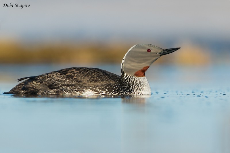 Red-throated Loon - Dubi Shapiro