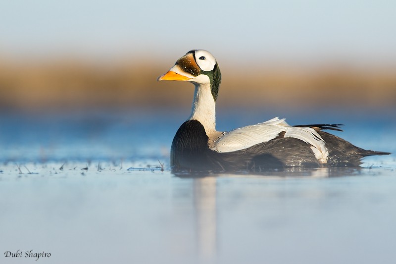 Spectacled Eider - ML205127831