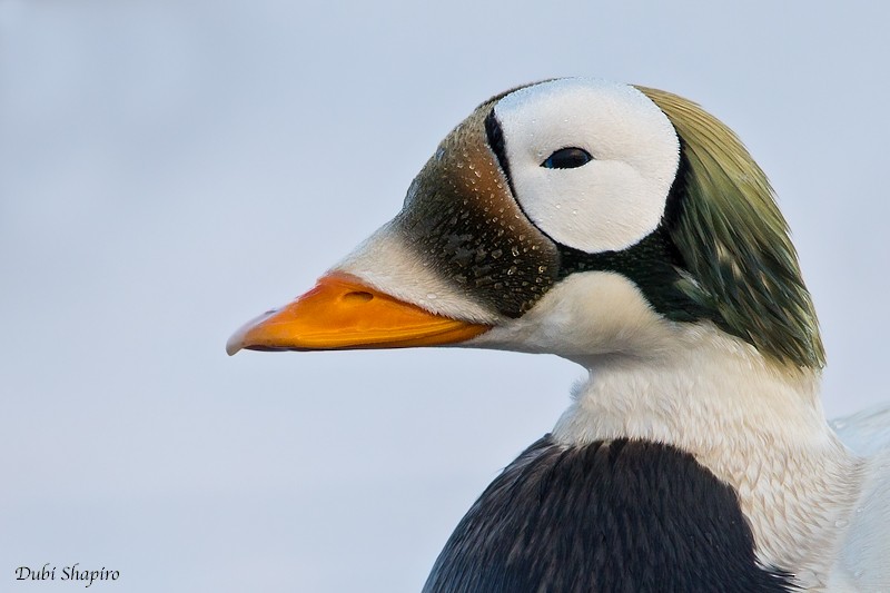 Spectacled Eider - ML205127891