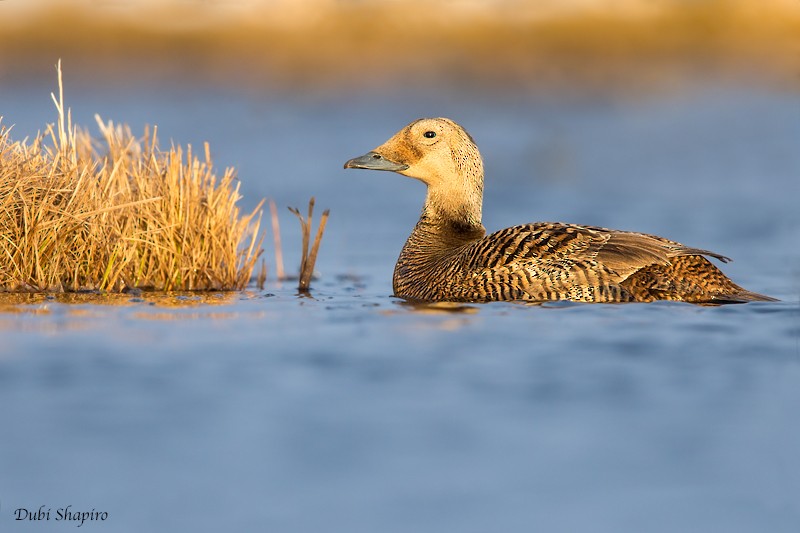 Spectacled Eider - ML205127901