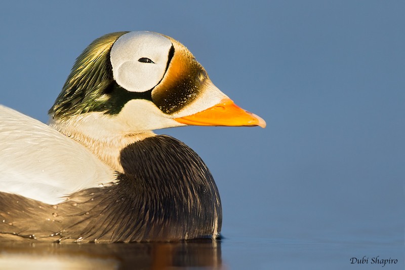 Spectacled Eider - ML205127921