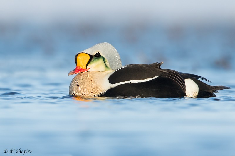 King Eider - Dubi Shapiro