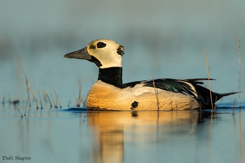 Steller's Eider - ML205128031