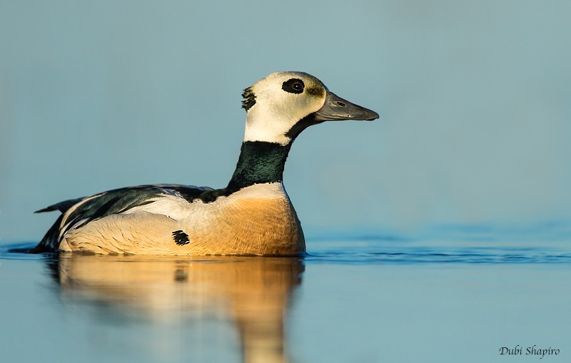 Steller's Eider - ML205128041