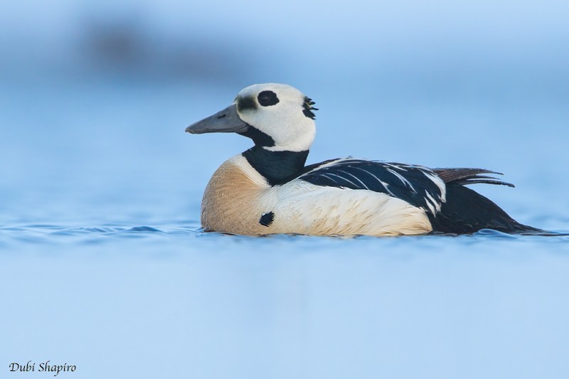 Steller's Eider - Dubi Shapiro