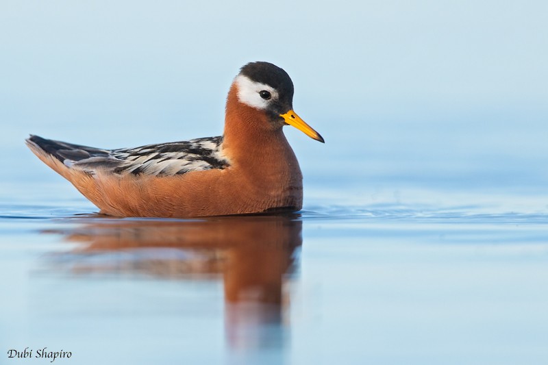 Red Phalarope - ML205128231