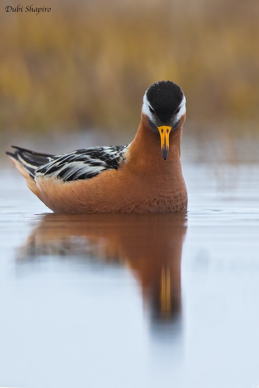 Red Phalarope - ML205128241