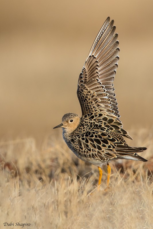 Buff-breasted Sandpiper - Dubi Shapiro