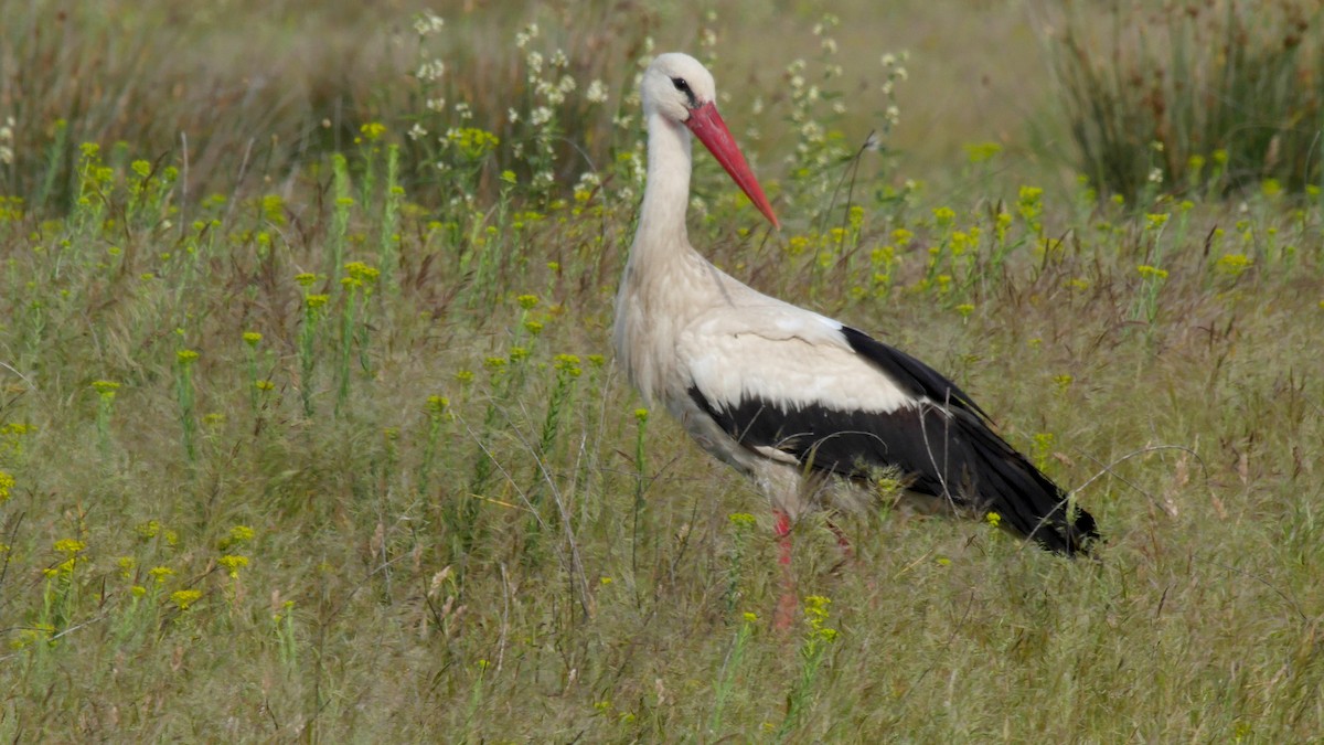 White Stork - ML205128341