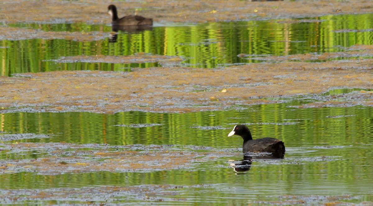 Eurasian Coot - ML205128391