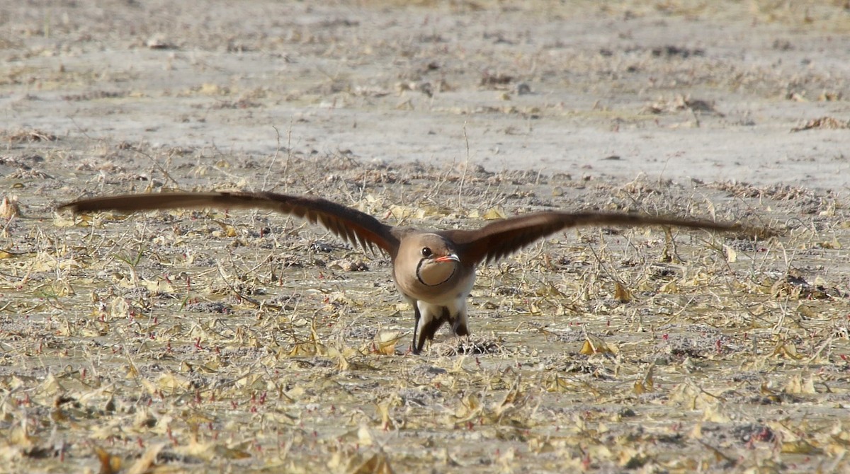 Collared Pratincole - ML205128401