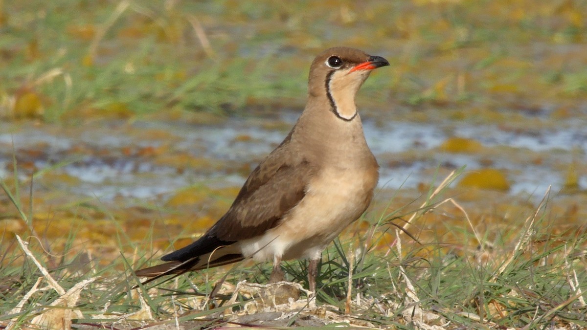 Collared Pratincole - ML205128421