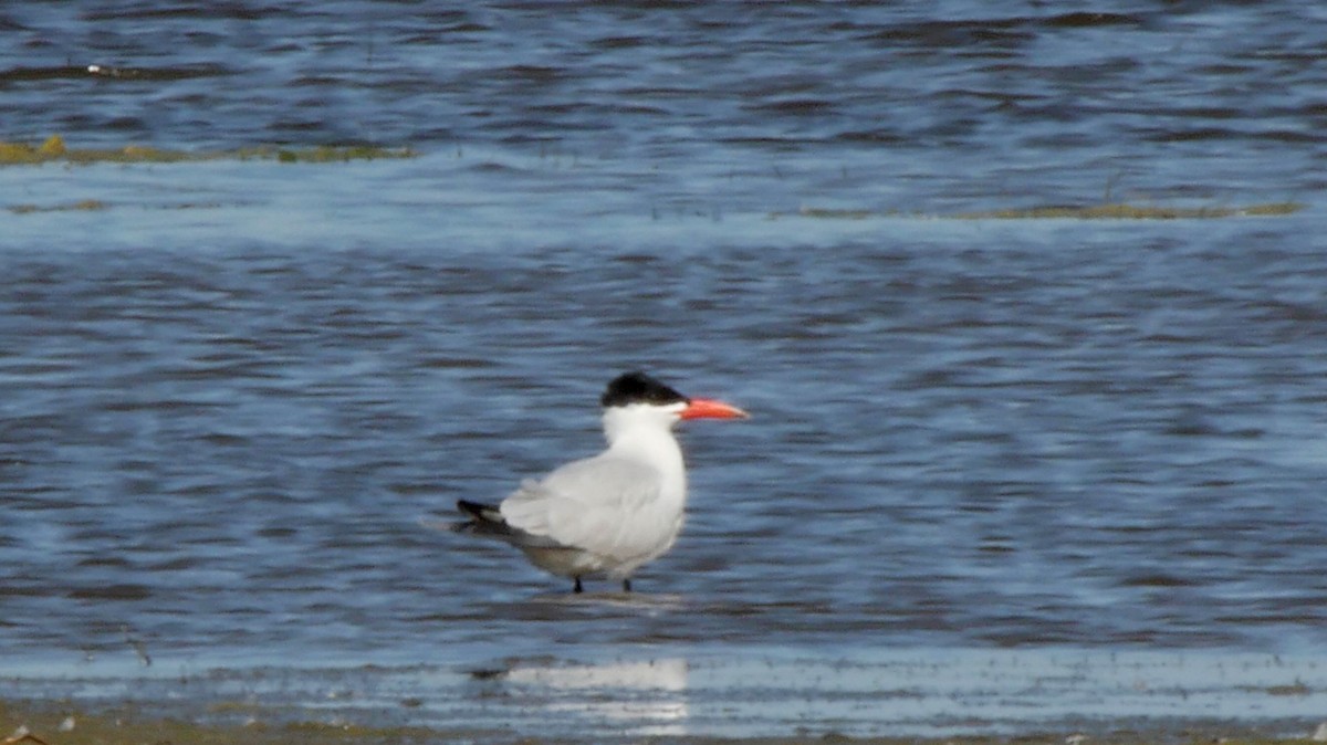 Caspian Tern - Josep del Hoyo