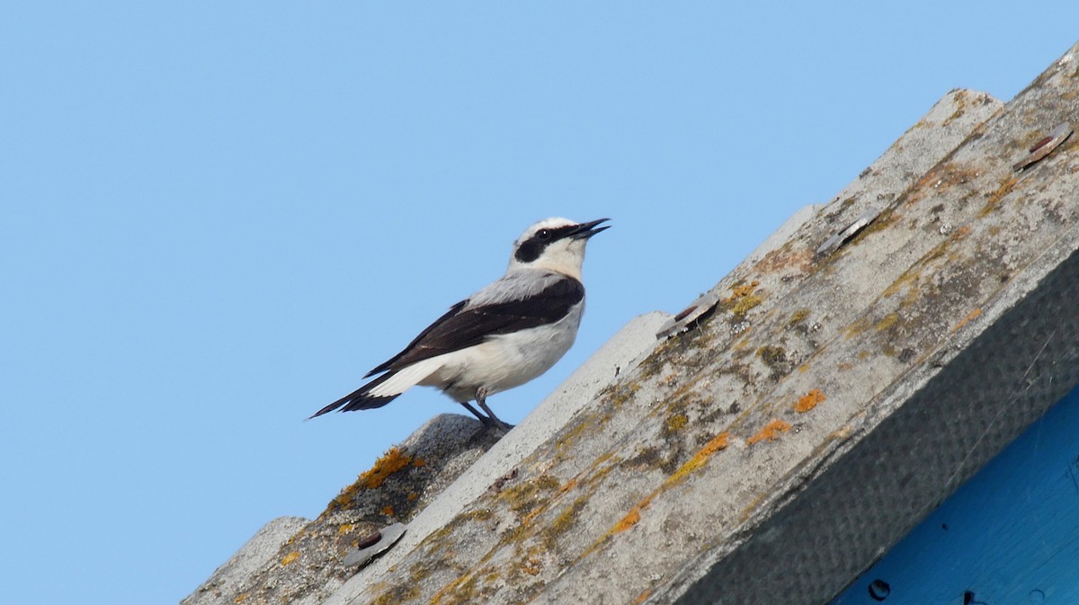 Northern Wheatear - ML205128461