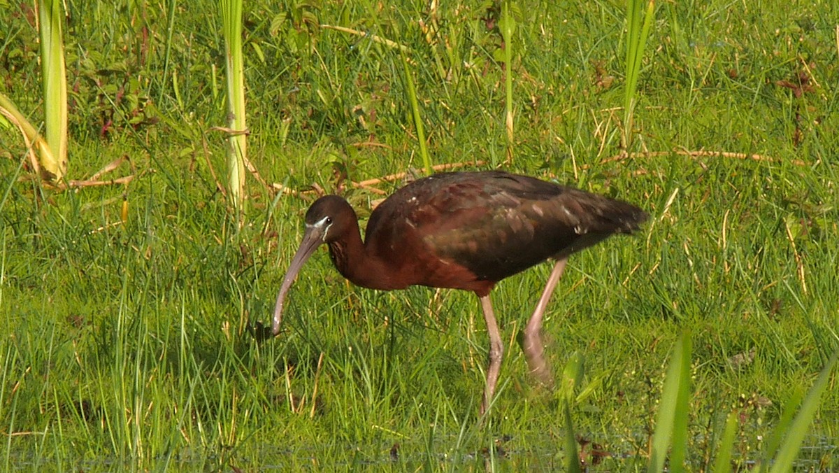 ibis hnědý - ML205128471