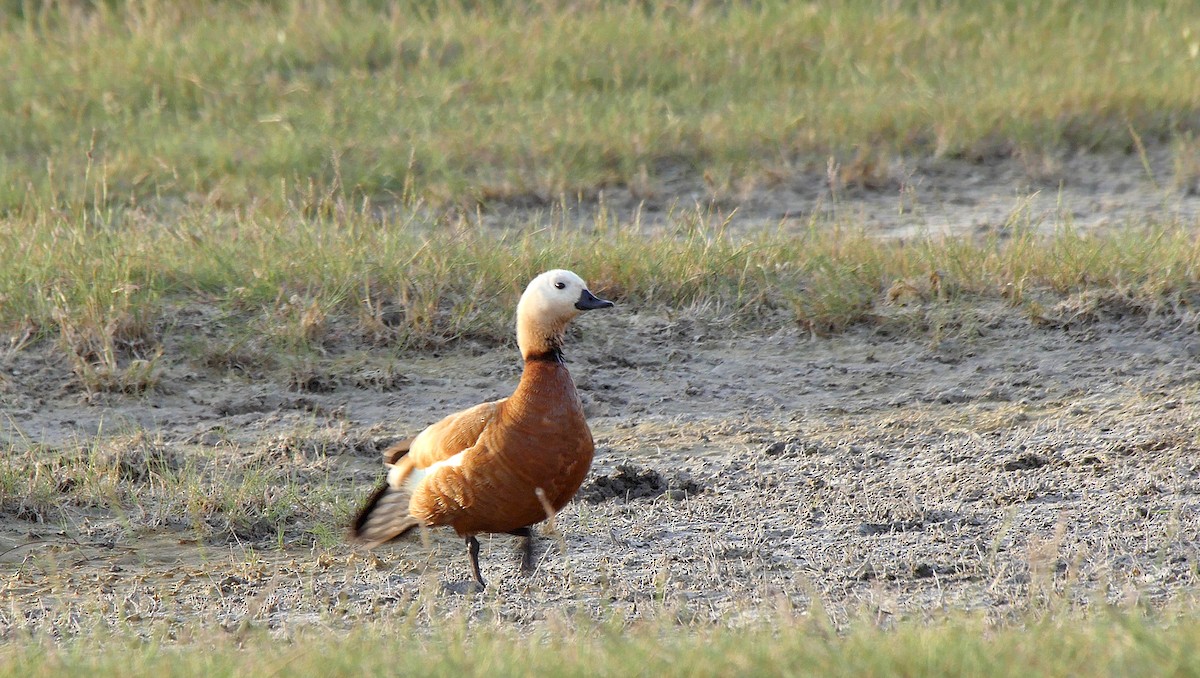 Ruddy Shelduck - ML205128501