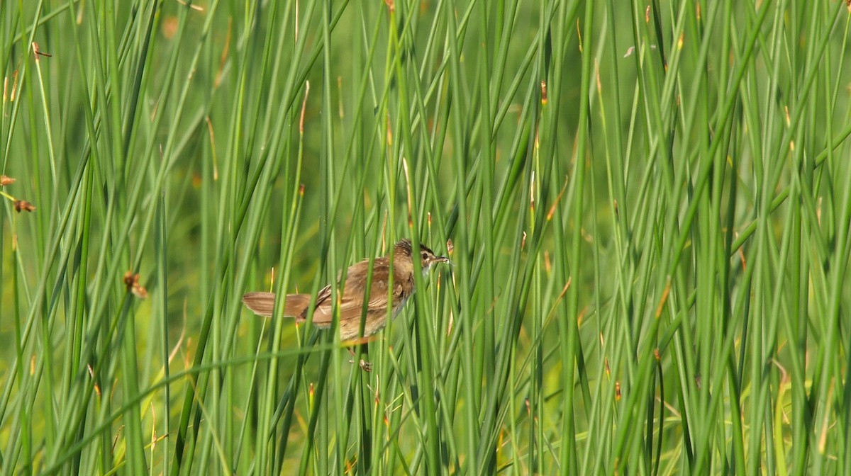 Sedge Warbler - ML205128641