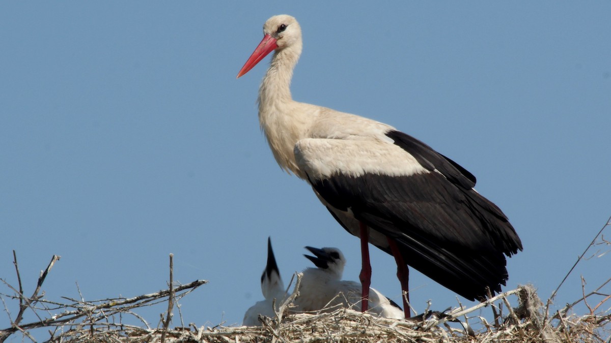 White Stork - ML205128651